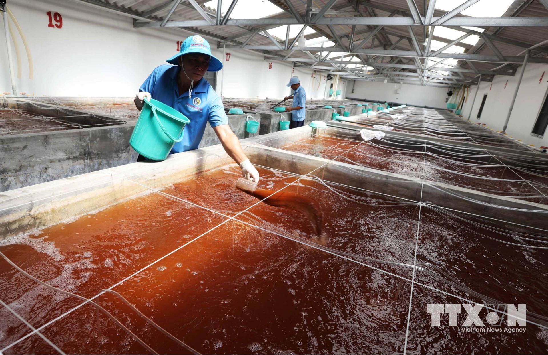 Chăn sóc tôm giống ở Khu phức hợp sản xuất tôm giống Công nghệ cao Việt Úc, phường Nhà Mát. (Ảnh: Vũ Sinh/TTXVN)